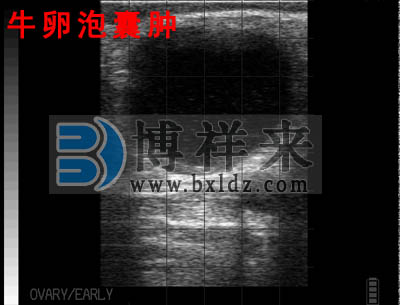 母牛卵泡囊腫B超影像圖
