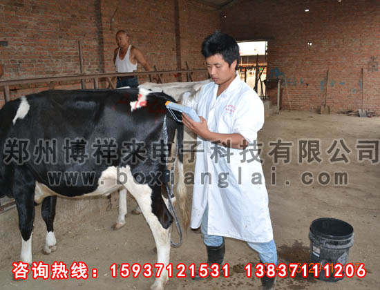 牛用B超對奶牛的檢測