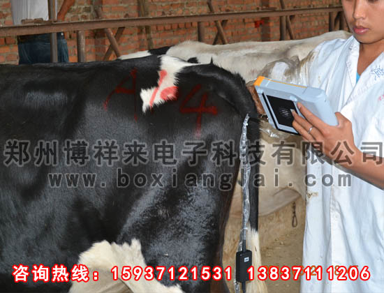 牛用B超對肉牛的檢測